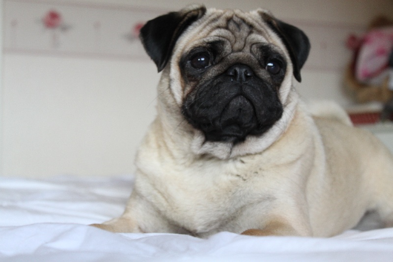 Isabella rossellini Del nettuno