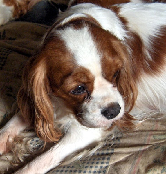 Cavatine (Sans Affixe)