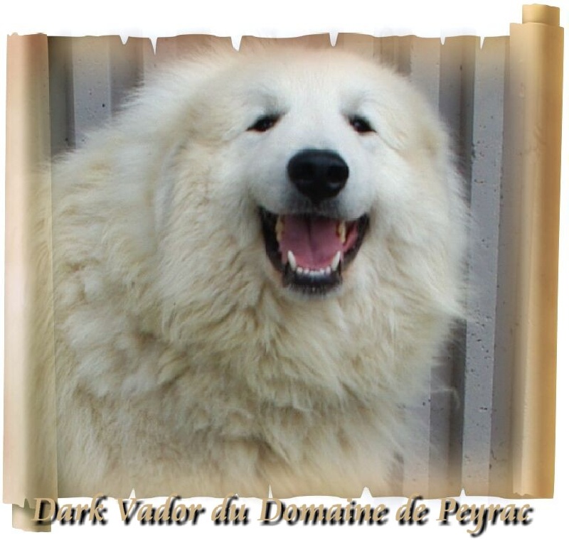 Dark Vador du Domaine de Peyrac