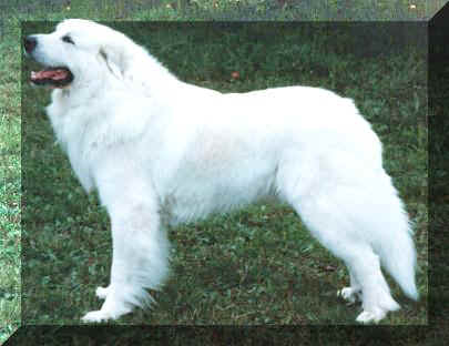 CH. euzkotar Long distance runner