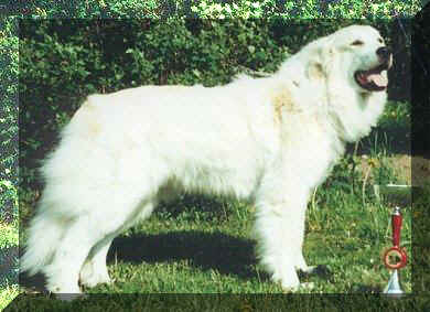 CH. chenespace Amical