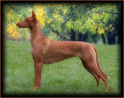 CH. faouziah's Champagne