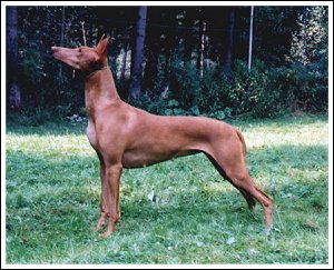 CH. siphra's Tell me no lies