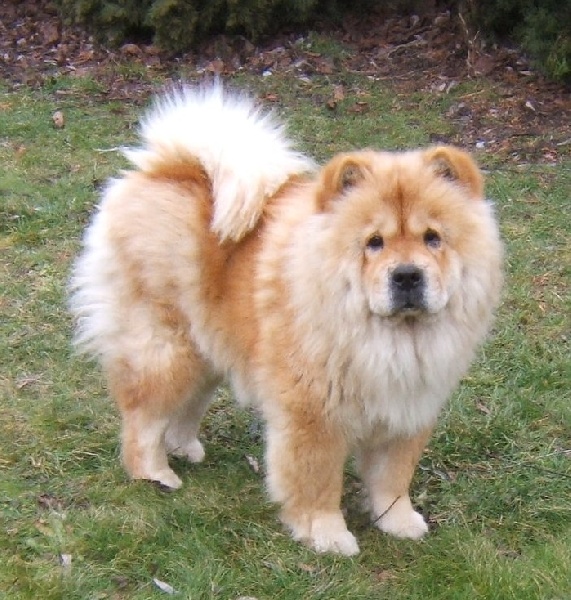 Publication : Mao De La Colombe Auteur : Daniel Verlet