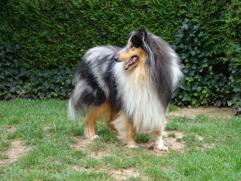 Publication : My Lovely Shadow Auteur : Deneumoustier Maguy