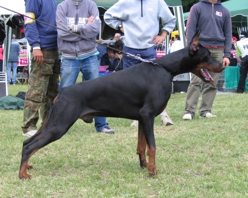 Sancho reny gomez del fiorsilva