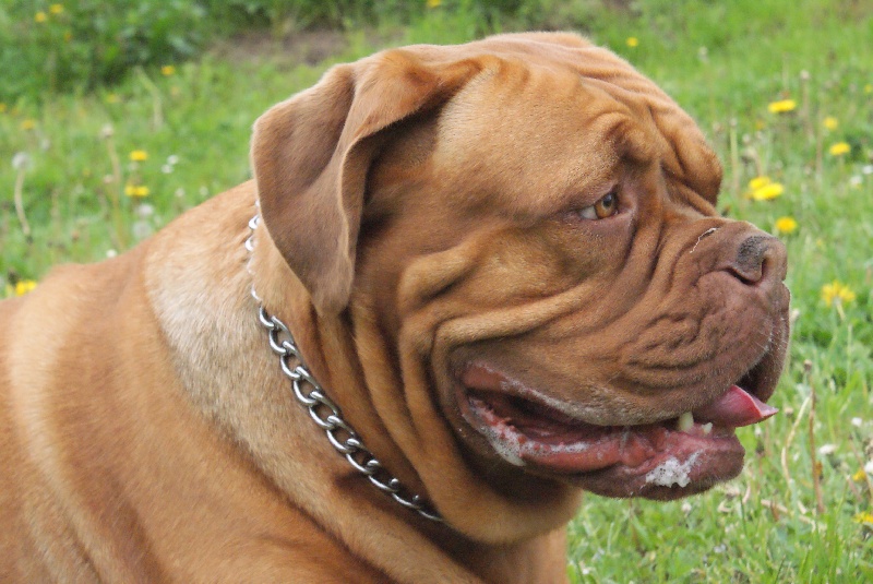 Destiny (Sans Affixe)