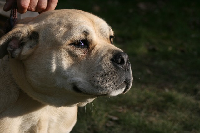 Publication : Cadeous des htes-fagnes Auteur : Thevissen Eric