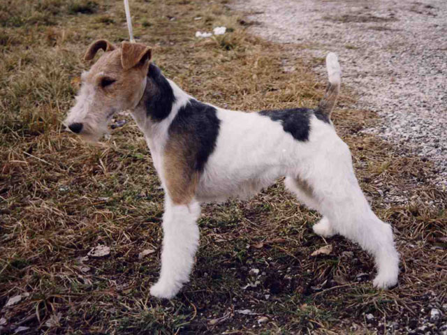 May flower Du clos du castellan