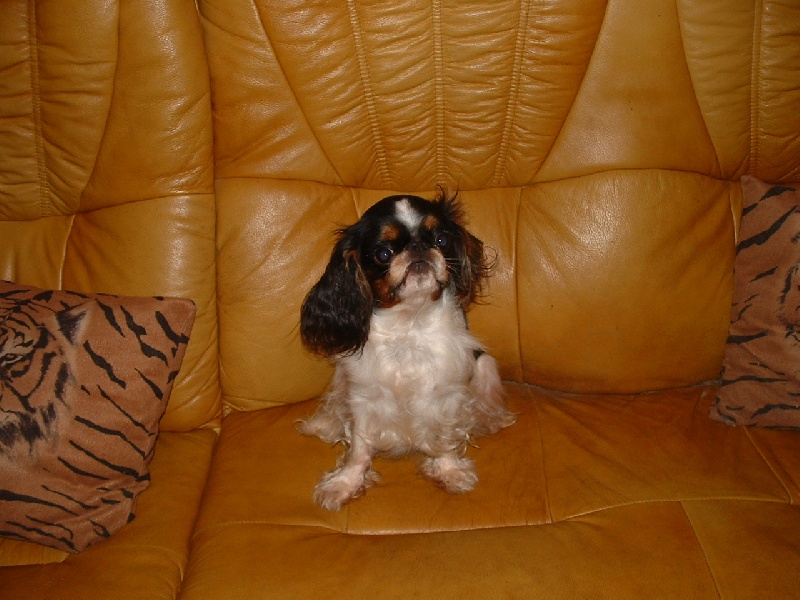 Publication : du val des mésanges noires Auteur : schwab