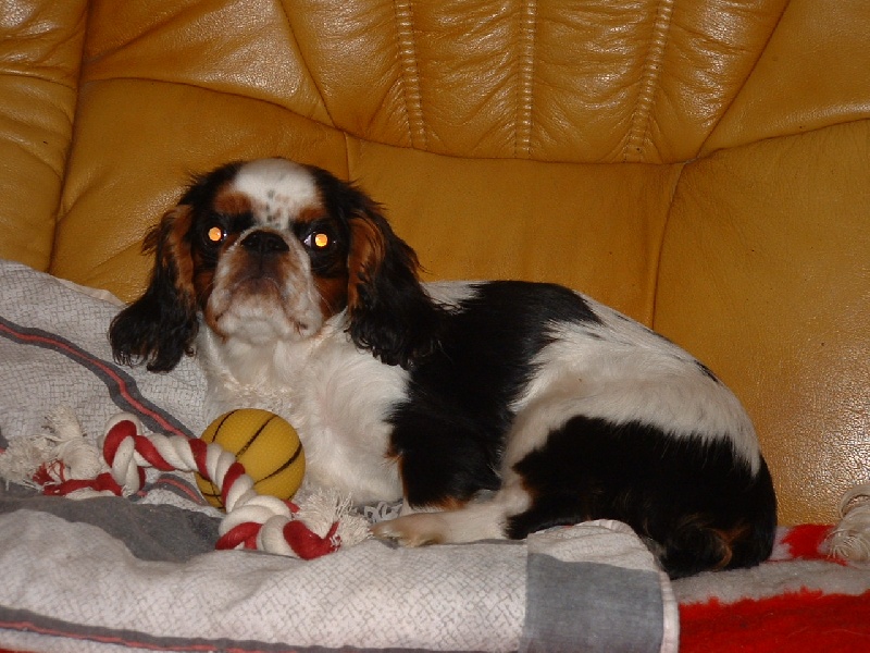 Publication : du val des mésanges noires Auteur : schwab