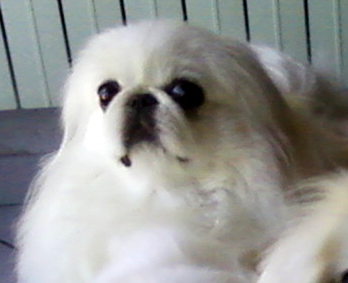 Publication : du domaine des nuits de satin Auteur : M. DUMAS