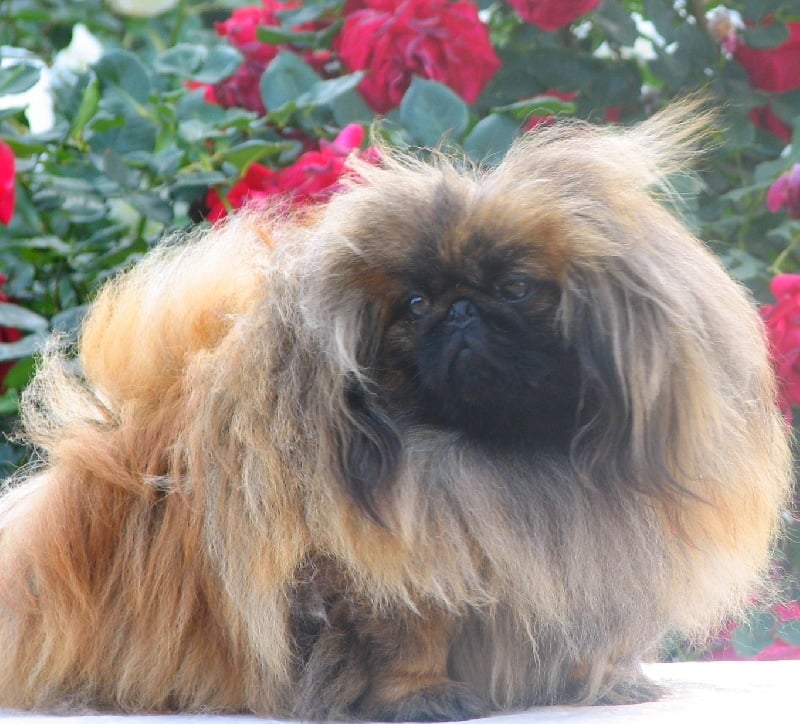 Publication : Des lys de solas Auteur : Karine HOURIEZ