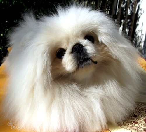 Publication : des terres sacrées des Cherokees Auteur : M. DUMAS