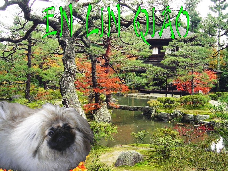 Publication : De La Vallée Du Lotus D'or Auteur : ANDRE Valérie