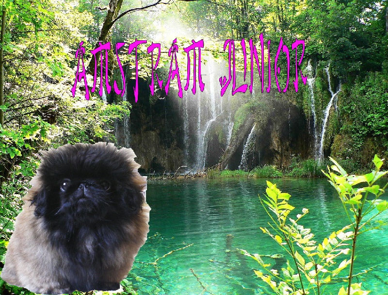 Publication : De La Vallée Du Lotus D'or Auteur : ANDRE Valérie