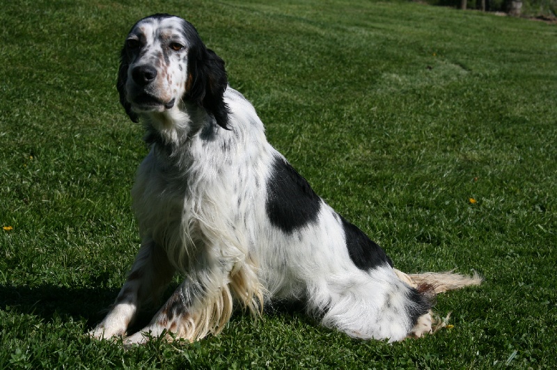 Drissia du Mas d'Eyraud