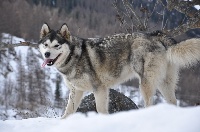 Étalon Alaskan Malamute - D'Alaska of Mountain Pack