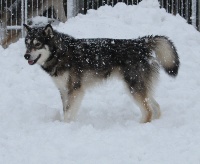 Étalon Alaskan Malamute - yellowsnow malamutes Dweezil z