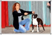 Étalon American Staffordshire Terrier - Delta black one Dream Staff