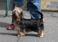 Étalon Australian Silky Terrier - CH. Emergrey blue of Jadugo