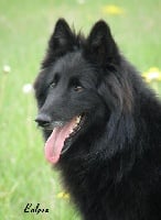 Étalon Berger Belge - CH. Arisies Balpoa