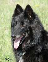 Étalon Berger Belge - CH. Ursine du clos des agapornis