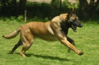 Étalon Berger Belge - Darling du parc de l'astré