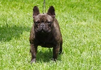 TN200_chiens-Bouledogue-francais-a4f97163-6752-4214-3125-7c11be3920b5.jpg