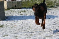 Étalon Bruno du Jura type Bruno - Eos du Logis des Ormes
