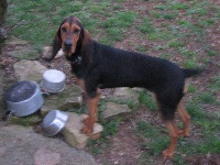 Étalon Bruno du Jura type Bruno - Bijou De la vallee du vignon