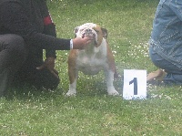 Étalon Bulldog Anglais - Style bullet orlinda dite esmeralda du domaine de Cateline