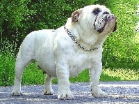 Étalon Bulldog Anglais - Happy days of the tivoli bulls
