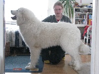 Étalon Chien de Montagne des Pyrenees - Iber de la belletière