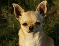 Étalon Chihuahua - Silke mr.ed
