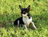 Étalon Chihuahua - Top model mr.ed
