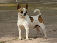 Étalon Chihuahua - Ubu Des berges de la durance