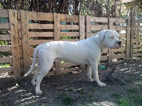 Étalon Dogo Argentino - Camel Des loups de l'aube