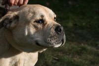 Étalon Dogue de Majorque - CH. Enya des guerriers divins d'asgard