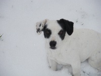 Étalon Jack Russell Terrier - Daisy (Sans Affixe)
