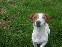 Étalon Jack Russell Terrier - Easy De la plaine des oliviers