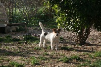 Étalon Jack Russell Terrier - Elite des garrigues de réal.