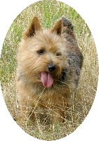 Étalon Norwich Terrier - CH. Utah Du taillis de la grange au rouge