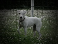 Étalon Parson Russell Terrier - Atty dit appy (Sans Affixe)