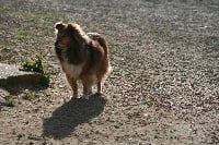 Étalon Shetland Sheepdog - Syrah de la Tangi Morgane