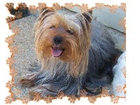 Étalon Yorkshire Terrier - Uriage (Sans Affixe)