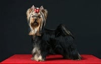 Étalon Yorkshire Terrier - CH. Maestro iz otchego doma
