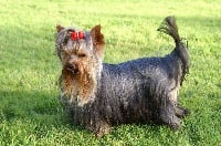 Étalon Yorkshire Terrier - Mr marvellous de pinkerlton