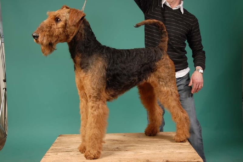 Publication : du jardin d'Arcana Auteur : vidal