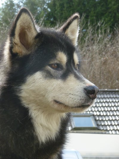 Publication : Doumiak Generation 